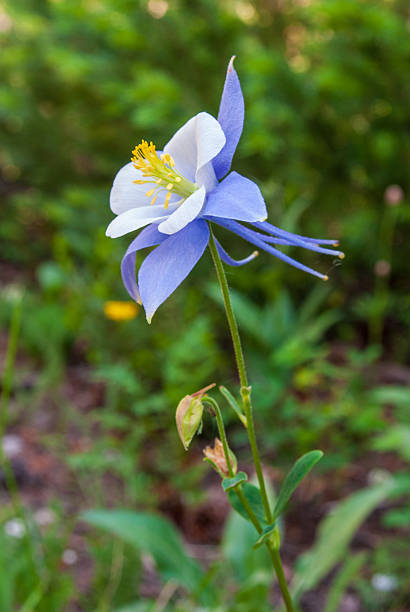 istock Wild Columbine Flower 2232578266