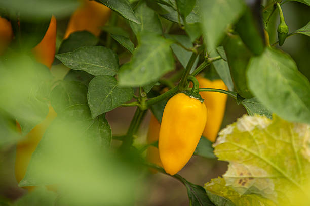 istock Raw yellow peppers in homegrown graden. 2232578417