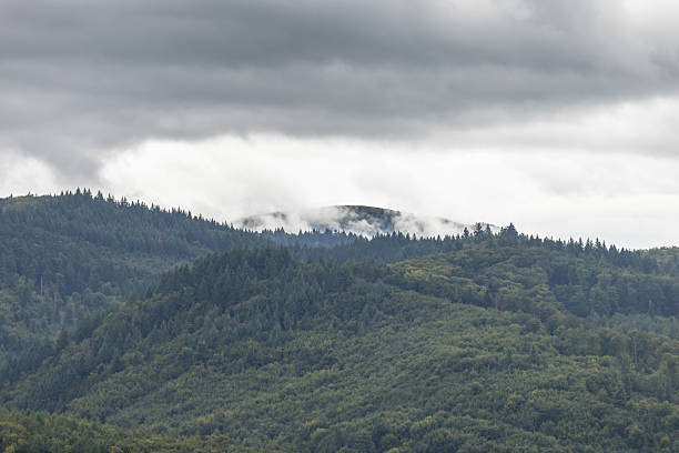 Beautiful forest view, Cloudy sky in Autumn.