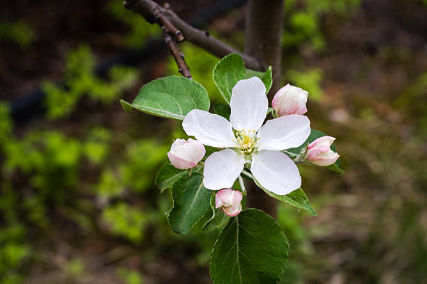 istock An apple tree flower in full bloom 2232579560