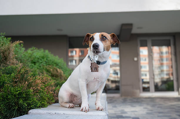 istock Jack Russell Terrier Dog Holding Apartment Keys. 2232580800