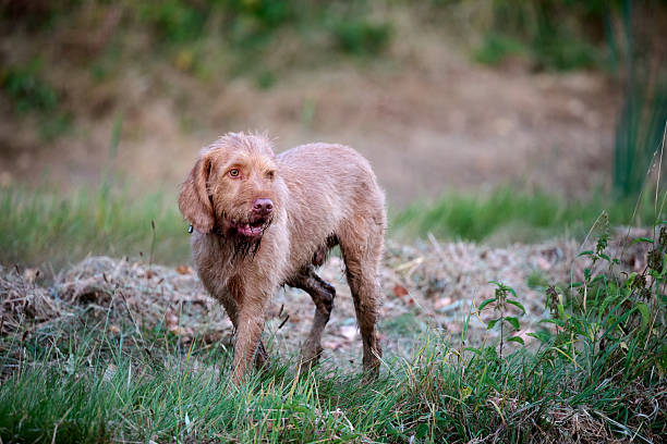 istock vizsla walking in a green field 2232581077