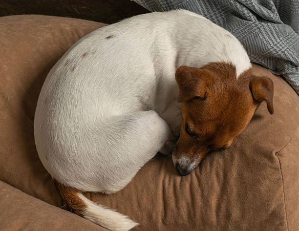 istock Cozy Jack Russell Terrier Sleeping on a Brown Couch with Gray Blanket for Tranquil Home Scene 2232582254