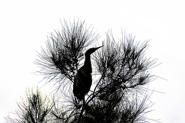 Silhouette of a Cattle Egret (Bubulcus ibis) perched among the branches at a wildlife park in Sydney, NSW, Australia. (Photo by Tara Chand Malhotra)
