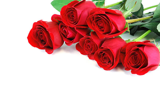 istock red roses laying on white background 2232584076