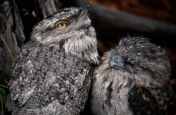 A pair of Tawny Frogmouth (Podargus Strigoides) at a wildlife park in Sydney, NSW, Australia (Photo by Tara Chand Malhotra)