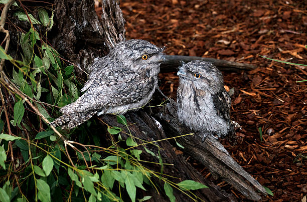 An open owl's wing with a black background... copy space.