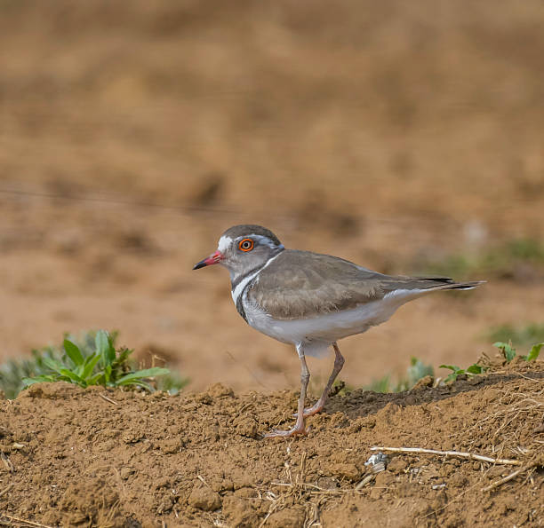 istock Three banded plover a small wader bird in Marievale sanctuary Gauteng 2232585326