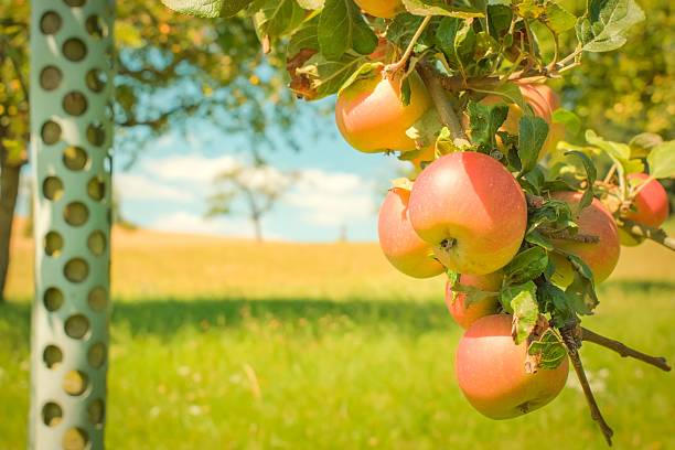 Ripe apples hanging from a tree branch in a sunny orchard with a clear blue sky.