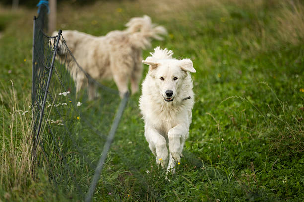 White guard dogs are standing on meadow in chicken coop.