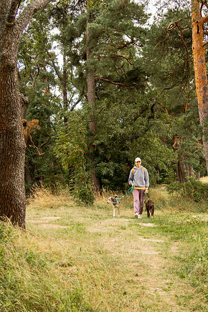 istock person walks two dogs on path in forest or park. Pet training with handler, professional dog walker. 2232588473