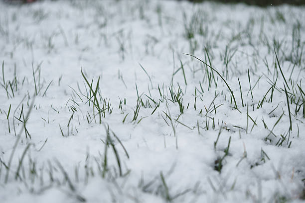 istock Snow-covered grass in a peaceful winter landscape 2232588543