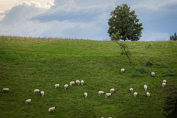Group of sheep on meadow with sunset sky background.Sölden - Germany.