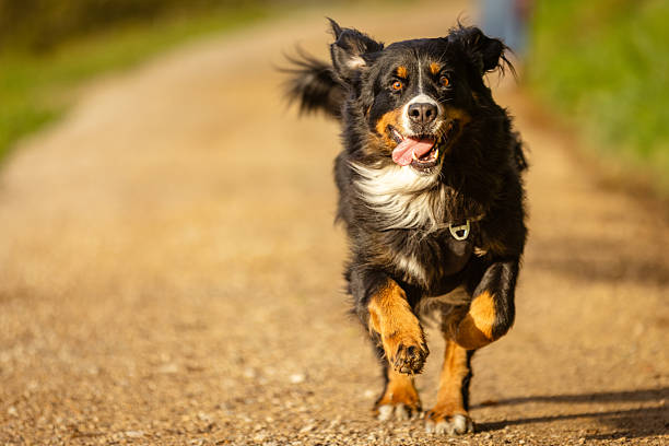 istock Bernese mountain dog is running in forest. 2232588961