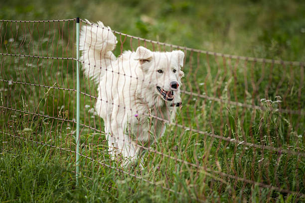 White guard dog is running in chicken coop on meadow.