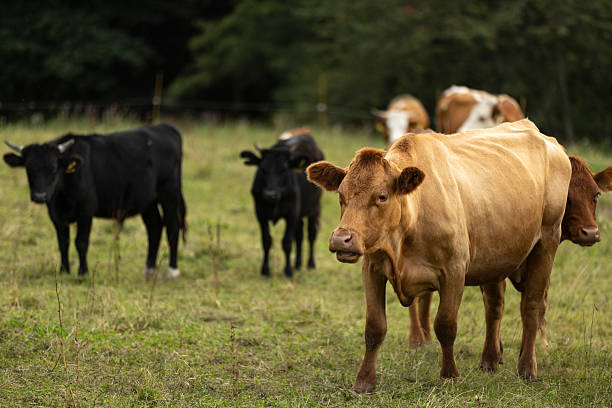 istock Group of cows are grazing on meadow. 2232590805