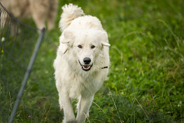 White guard dog is running in chicken coop on meadow.