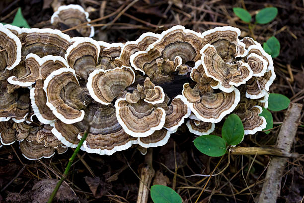 Turkey Tail fungi (Trametes versicolor) on a fallen log