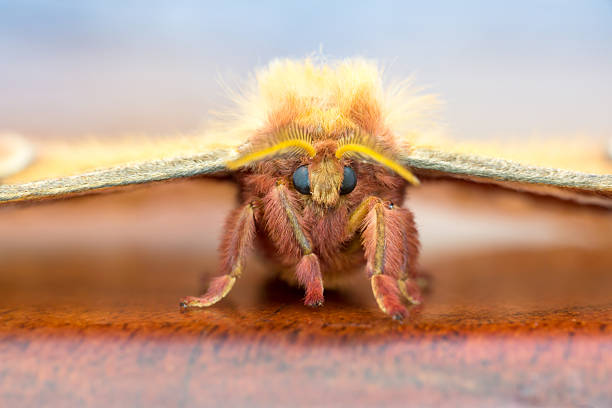 Close up of a female Tulip-tree Silkmoth (Callosamia angulifera)