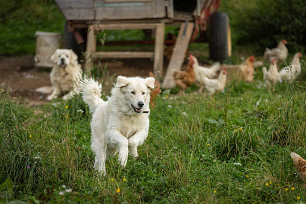 White guard dog is running in chicken coop on meadow.