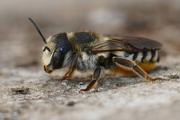 istock Closeup on a fresh emerged a female white-sectioned leafcutter bee, Megachile albisecata 2232593011
