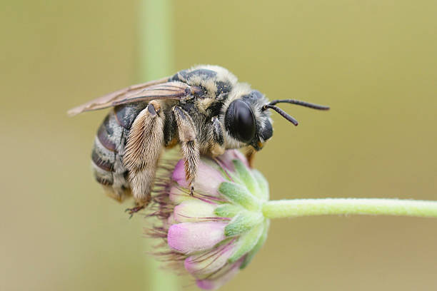 istock Closeup on a female long-horned bee, Eucera resting on a -pink scabious flower 2232593466