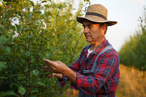 istock Senior farmer inspecting plum trees in orchard 2232594025