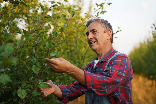 istock Senior farmer inspecting plum trees in orchard 2232594032