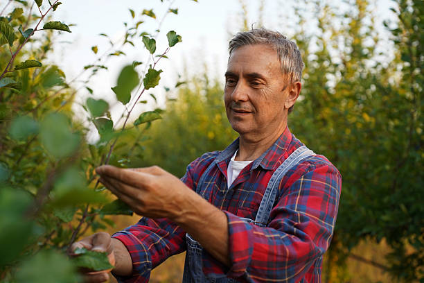 istock Senior farmer inspecting plum trees in orchard 2232594035