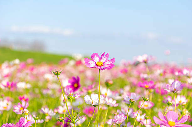 istock Cosmos field on the riverbank 2232594204