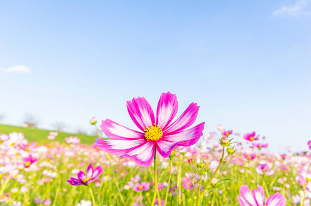 istock Cosmos field on the riverbank 2232594211