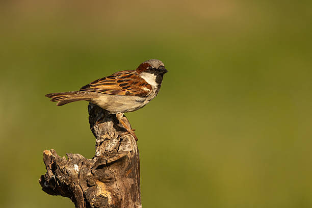 istock The sparrow, Passer domesticus. 2232594511