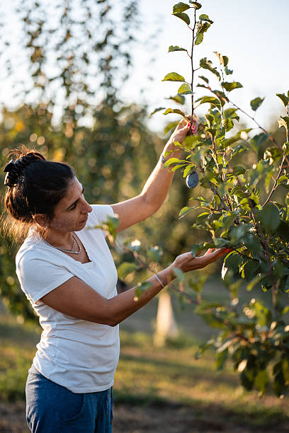 istock Female farmer examining plum tree in orchard at sunset 2232594557
