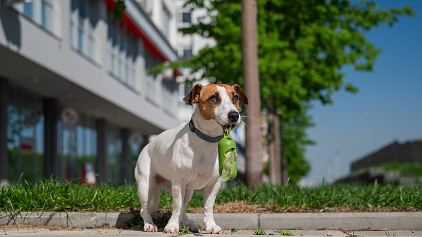 istock Adorable Dog with Waste Bag Ready for a Walk. 2232595750