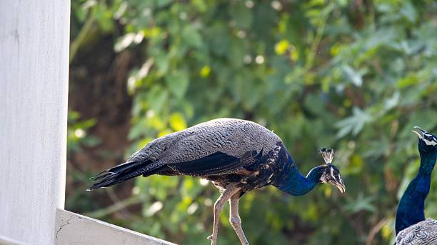 istock Pavo cristatus on a Ledge 2232595926