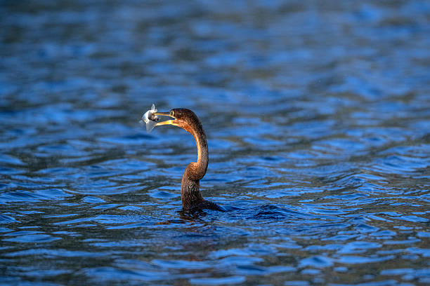 African Darter (Anhinga rufa) hunting fish in a lake