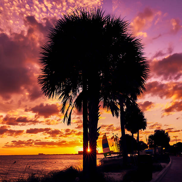 Breathtaking tropical beach sunset in Miami, Florida, featuring the vivid gradient of orange, yellow, and purple tones created by sunlight scattering through the atmosphere. Silhouetted palm trees frame the foreground, with the sun perfectly aligned through a palm leaf, creating a star-like effect. The serene combination of ocean, sunset, and tropical vegetation evokes a sense of peace and natural beauty.