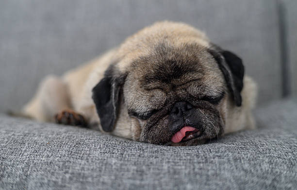 istock Cute Old Pug Sleeping with Tongue Sticking Out 2232599809