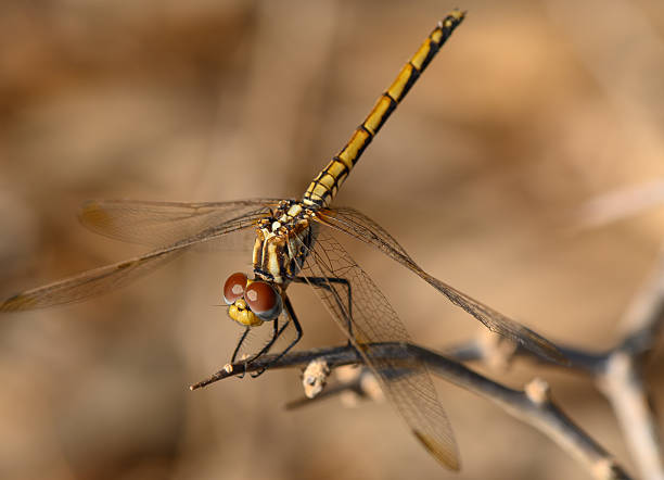 istock Dragonfly Resting on Branch in Cyprus Summer 2232599812