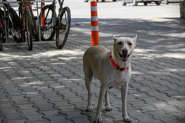An alert white dog with a red collar guards a parking space, standing as a symbol of loyalty, protection, and urban companionship.