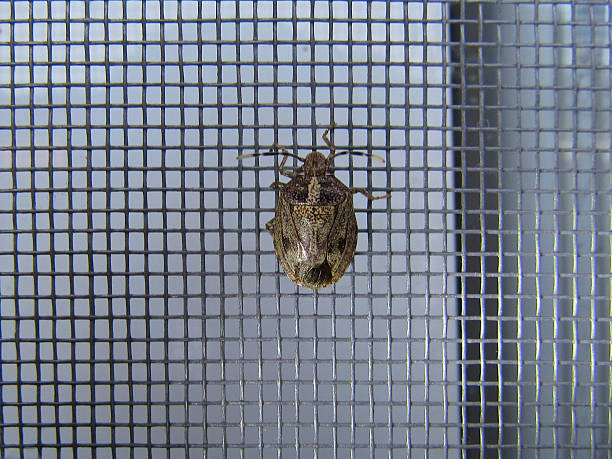 istock image shows a brown marmorated stink bug (Halyomorpha halys) in close-up, positioned on a mesh screen. 2232601097