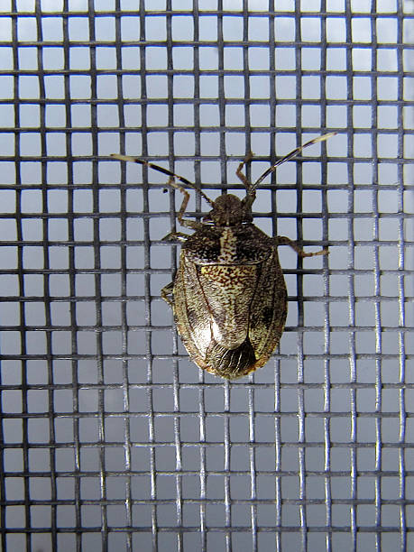 istock closeup of an insect known as the brown marmorated stink bug (Halyomorpha halys) perched on a mesh screen. 2232601099