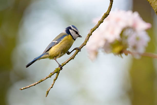 istock Eurasian Blue Tit Perched On Blooming Tree Branch 2232601224