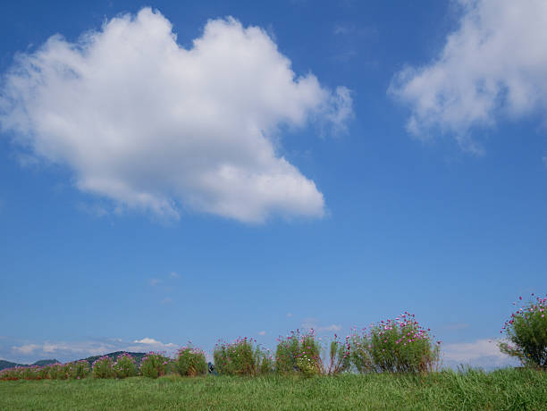 Autumn sky and cosmos flowers
