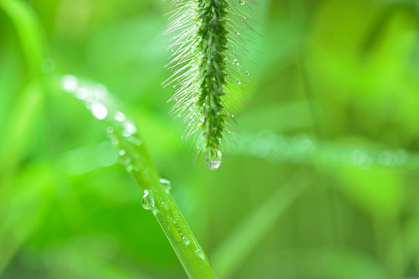 Summer image with morning dew drops on leaves