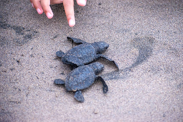 istock A human hand supporting two baby sea turtle. 2232604641