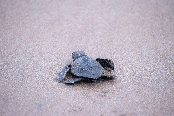 A baby sea turtle crawling across wet sand, beginning its journey from the beach to the ocean, symbolizing new life and marine conservation.