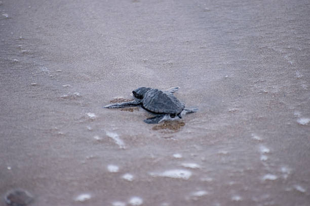 istock Small sea turtle hatchling crawling on wet beach sand. 2232604908