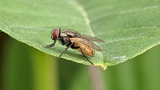 istock Close up view of a fly perched on a leaf in nature 2232609253