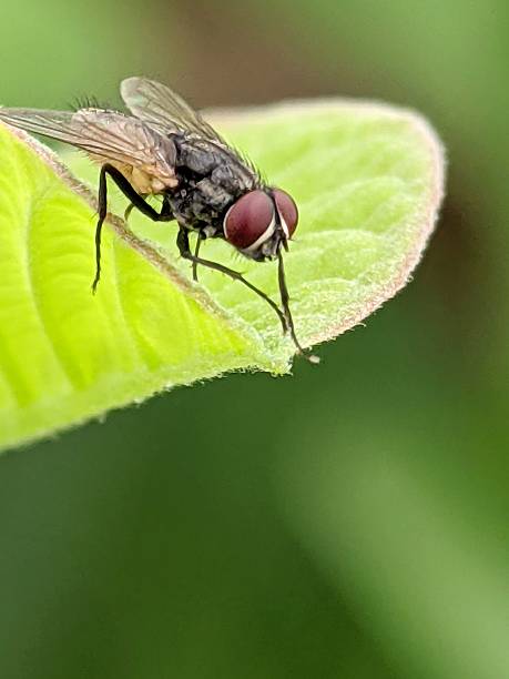istock Close up view of a fly perched on a leaf in nature 2232609265